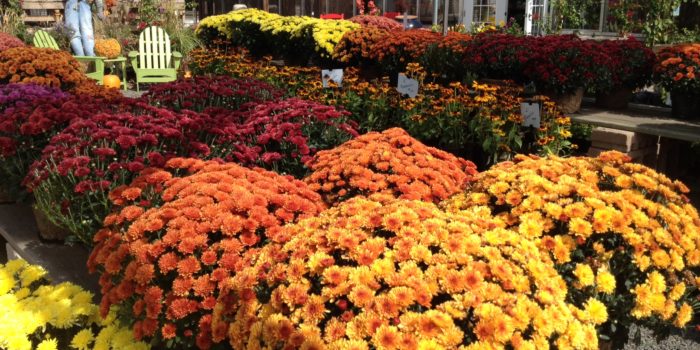 Garden Center - Creek Side Gardens