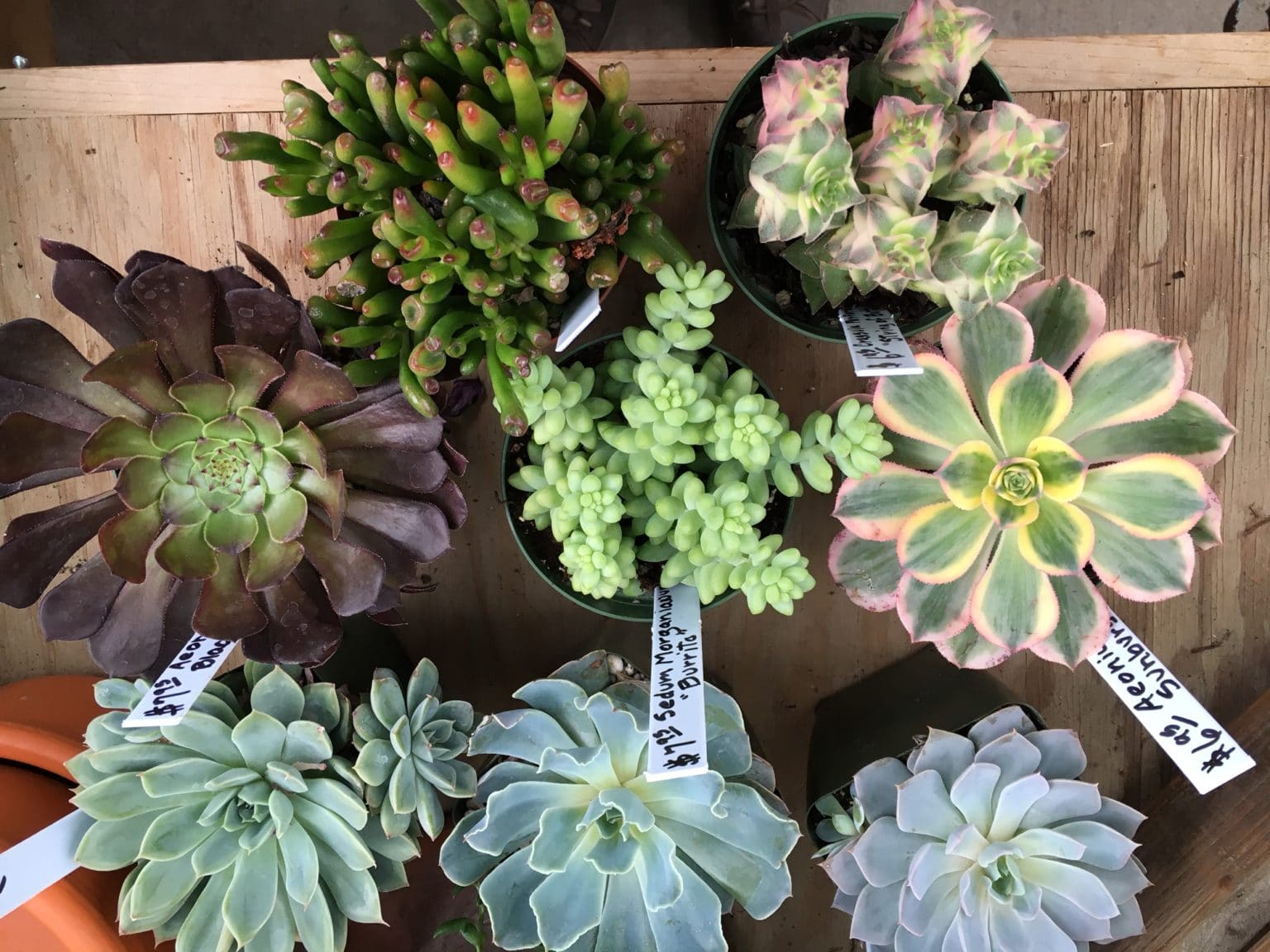 Houseplant Succulent Care - Creek Side Gardens