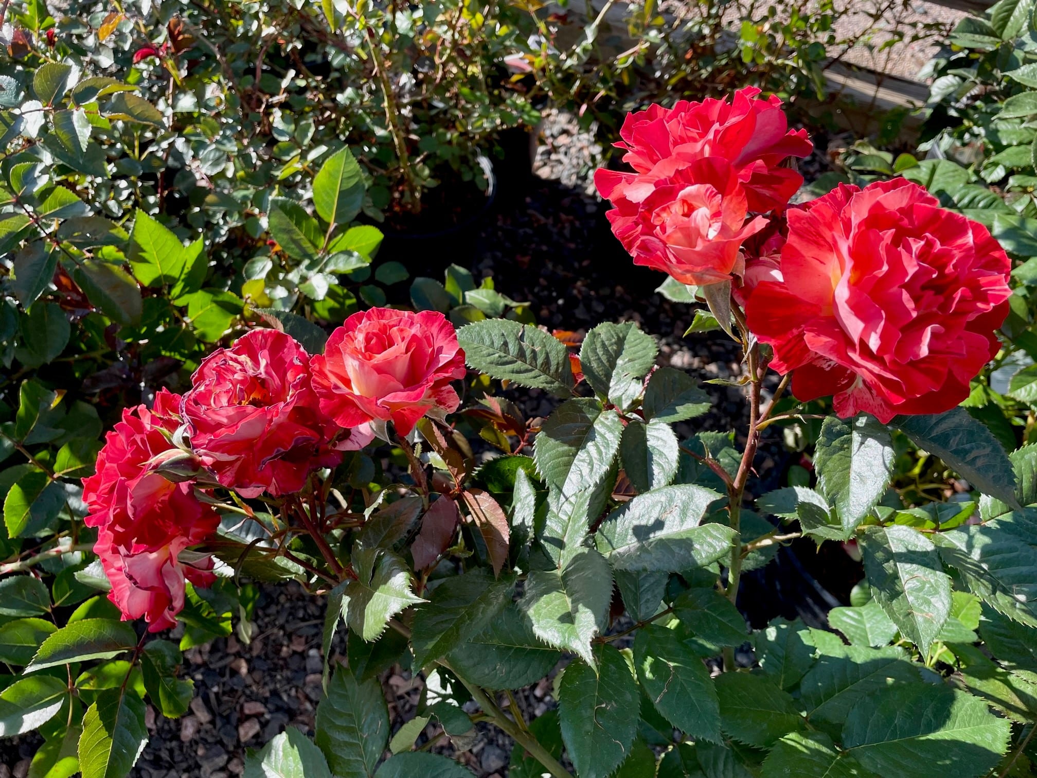 different types of rose bushes